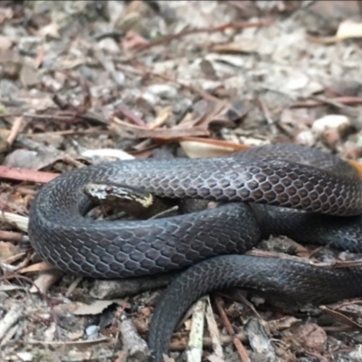 Cacophis krefftii (Dwarf Crowned Snake) at Kincumber, NSW - 19 Aug 2021 by BrianLR