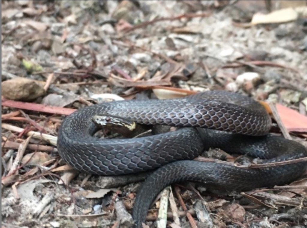 Cacophis krefftii at Kincumber, NSW - 19 Aug 2021