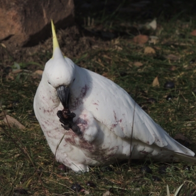 Cacatua galerita (Sulphur-crested Cockatoo) at Conder, ACT - 25 May 2021 by MichaelBedingfield