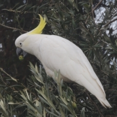 Cacatua galerita at Conder, ACT - 25 May 2021