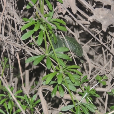 Galium aparine (Goosegrass, Cleavers) at Gigerline Nature Reserve - 7 Jul 2021 by michaelb