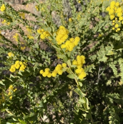 Acacia cultriformis (Knife Leaf Wattle) at Jerrabomberra, NSW - 22 Aug 2021 by cherylhodges