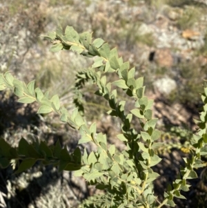 Acacia cultriformis at Jerrabomberra, NSW - 22 Aug 2021 07:46 PM