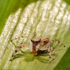 Helpis minitabunda (Threatening jumping spider) at Macgregor, ACT - 18 Aug 2021 by Roger
