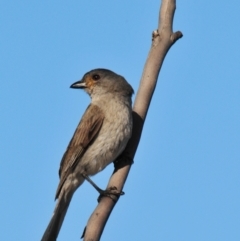 Pachycephala rufogularis (Red-lored Whistler) at Nombinnie Nature Reserve - 18 Sep 2009 by Harrisi