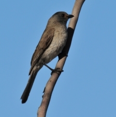 Pachycephala rufogularis at Mount Hope, NSW - suppressed