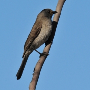 Pachycephala rufogularis at Mount Hope, NSW - suppressed