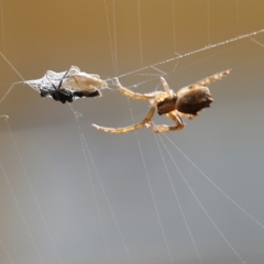 Araneinae (subfamily) (Orb weaver) at Clyde Cameron Reserve - 19 Aug 2021 by Kyliegw