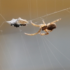 Araneinae (subfamily) (Orb weaver) at Wodonga - 19 Aug 2021 by Kyliegw