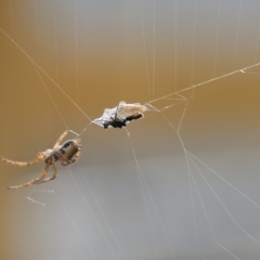 Araneinae (subfamily) at Wodonga, VIC - 19 Aug 2021 02:16 PM