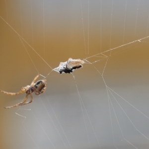 Araneinae (subfamily) at Wodonga, VIC - 19 Aug 2021 02:16 PM