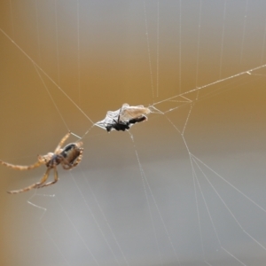 Araneinae (subfamily) at Wodonga, VIC - 19 Aug 2021 02:16 PM