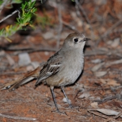 Drymodes brunneopygia (Southern Scrub-robin) at Nombinnie Nature Reserve - 19 Sep 2009 by Harrisi