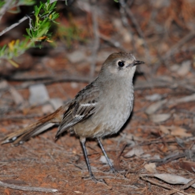 Drymodes brunneopygia (Southern Scrub-robin) at Nombinnie Nature Reserve - 19 Sep 2009 by Harrisi