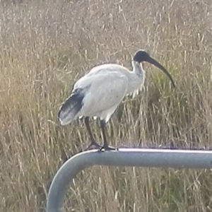 Threskiornis molucca at Dunlop, ACT - 14 Jun 2021 04:17 PM