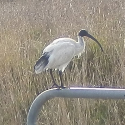 Threskiornis molucca (Australian White Ibis) at Dunlop, ACT - 14 Jun 2021 by johnpugh