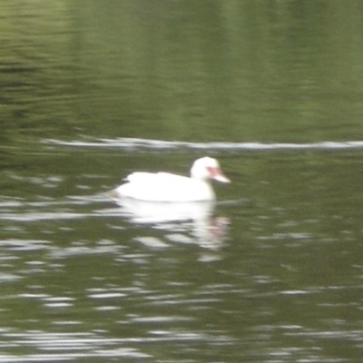 Cairina moschata (Muscovy Duck (Domestic Type)) at Jarramlee Pond - 18 Nov 2010 by johnpugh