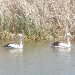 Pelecanus conspicillatus (Australian Pelican) at Jarramlee Pond - 28 Nov 2019 by johnpugh