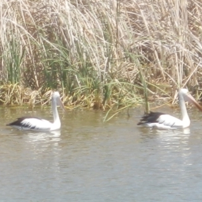 Pelecanus conspicillatus (Australian Pelican) at Jarramlee Pond - 28 Nov 2019 by johnpugh