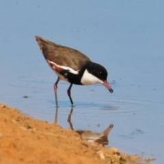 Erythrogonys cinctus (Red-kneed Dotterel) at Lake Cargelligo, NSW - 18 Sep 2009 by Harrisi