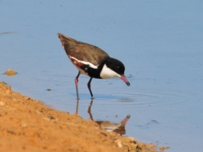 Erythrogonys cinctus (Red-kneed Dotterel) at Lake Cargelligo, NSW - 18 Sep 2009 by Harrisi