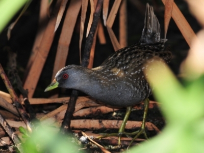 Porzana fluminea (Australian Spotted Crake) at Lake Cargelligo, NSW - 18 Sep 2009 by Harrisi