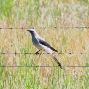 Coracina maxima at Bribbaree, NSW - 14 Sep 2020 12:26 PM