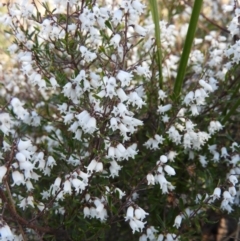 Cryptandra amara (Bitter Cryptandra) at Mount Taylor - 15 Aug 2021 by MatthewFrawley