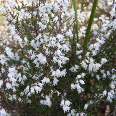 Cryptandra amara (Bitter Cryptandra) at Mount Taylor - 15 Aug 2021 by MatthewFrawley