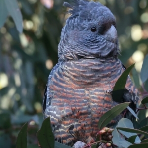 Callocephalon fimbriatum at Ainslie, ACT - suppressed