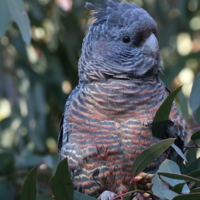 Callocephalon fimbriatum (Gang-gang Cockatoo) at Ainslie, ACT - 12 Aug 2021 by jbromilow50