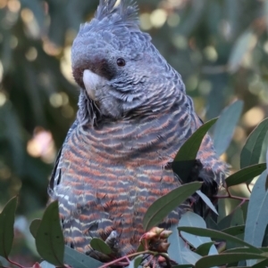 Callocephalon fimbriatum at Ainslie, ACT - suppressed