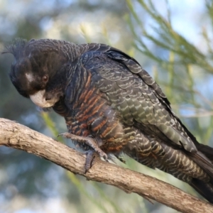 Callocephalon fimbriatum at Ainslie, ACT - 12 Aug 2021