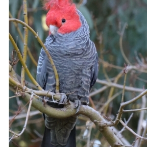 Callocephalon fimbriatum at Ainslie, ACT - 12 Aug 2021