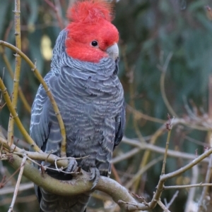 Callocephalon fimbriatum at Ainslie, ACT - 12 Aug 2021