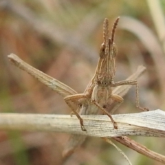 Keyacris scurra (Key's Matchstick Grasshopper) at Bullen Range - 19 Aug 2021 by HelenCross