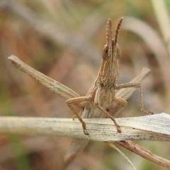 Keyacris scurra (Key's Matchstick Grasshopper) at Kambah, ACT - 19 Aug 2021 by HelenCross