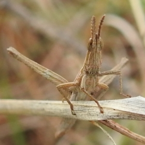 Keyacris scurra at Kambah, ACT - 19 Aug 2021