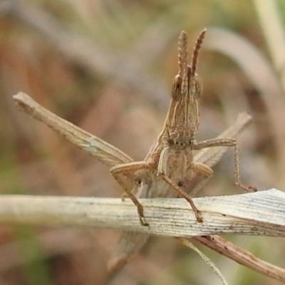 Keyacris scurra (Key's Matchstick Grasshopper) at Bullen Range - 19 Aug 2021 by HelenCross