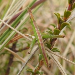 Keyacris scurra at Kambah, ACT - 19 Aug 2021