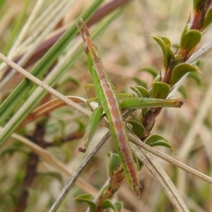 Keyacris scurra at Kambah, ACT - 19 Aug 2021