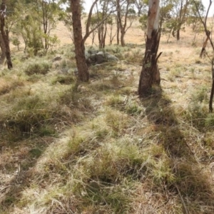 Themeda triandra at Kambah, ACT - 19 Aug 2021