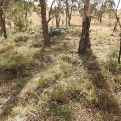 Themeda triandra (Kangaroo Grass) at Kambah, ACT - 19 Aug 2021 by HelenCross