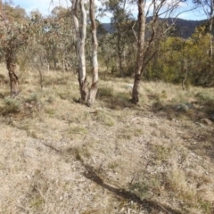 Themeda triandra at Kambah, ACT - 19 Aug 2021