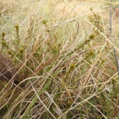 Themeda triandra at Kambah, ACT - 19 Aug 2021 02:25 PM