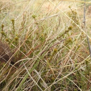 Themeda triandra at Kambah, ACT - 19 Aug 2021