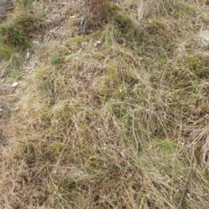 Themeda triandra at Kambah, ACT - 19 Aug 2021