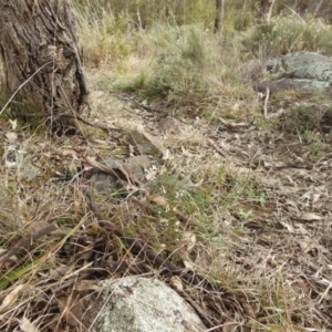 Themeda triandra at Kambah, ACT - 19 Aug 2021 02:25 PM