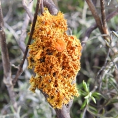 Teloschistes sp. (genus) (A lichen) at Kambah, ACT - 19 Aug 2021 by HelenCross