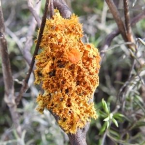 Teloschistes sp. (genus) at Kambah, ACT - 19 Aug 2021